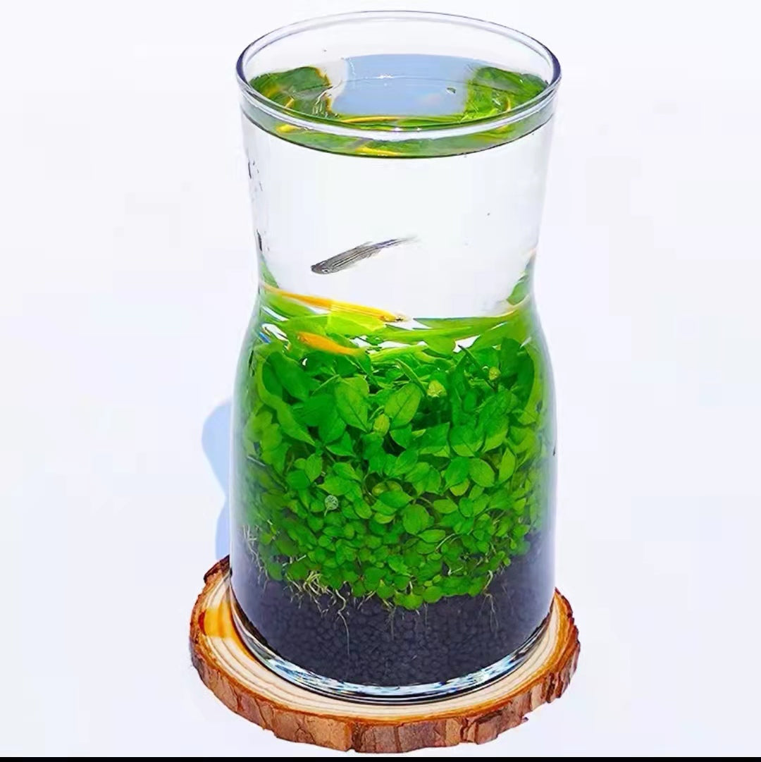 Bouteille de poisson écologique réservoir en verre Micro View