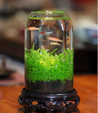Bouteille de poisson écologique réservoir en verre Micro View