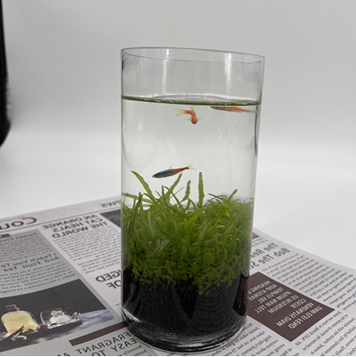 Bouteille de poisson écologique réservoir en verre Micro View