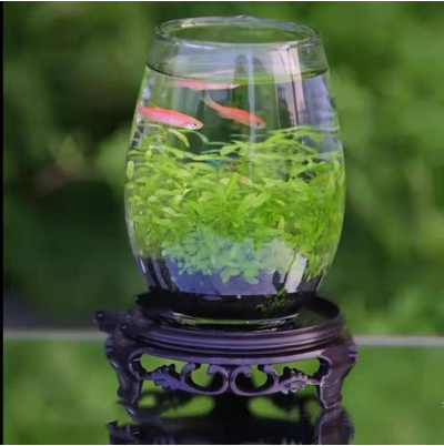 Bouteille de poisson écologique réservoir en verre Micro View