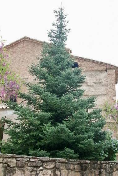 Abies pinsapo - Spanish Fir
