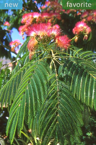 Albizia julibrissin 'Rosea' - Pink Silk Tree
