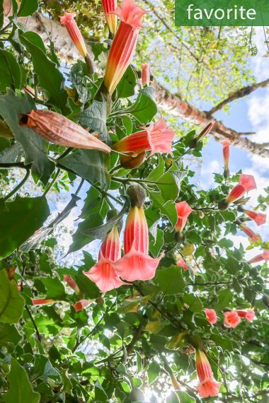 Brugmansia vulcanicola 'Pink' - Rosa Engelstrompete