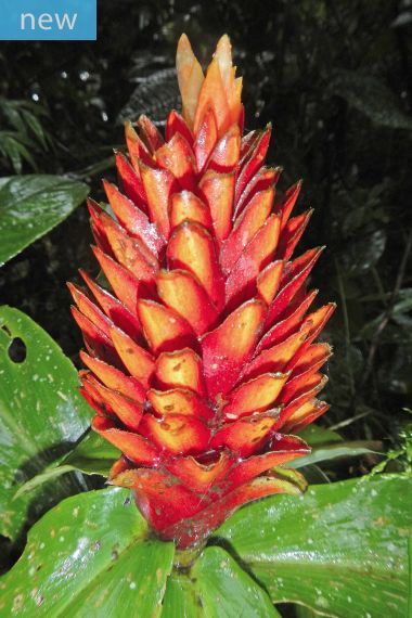 Costus curvibracteatus - Orange Tulip Ginger