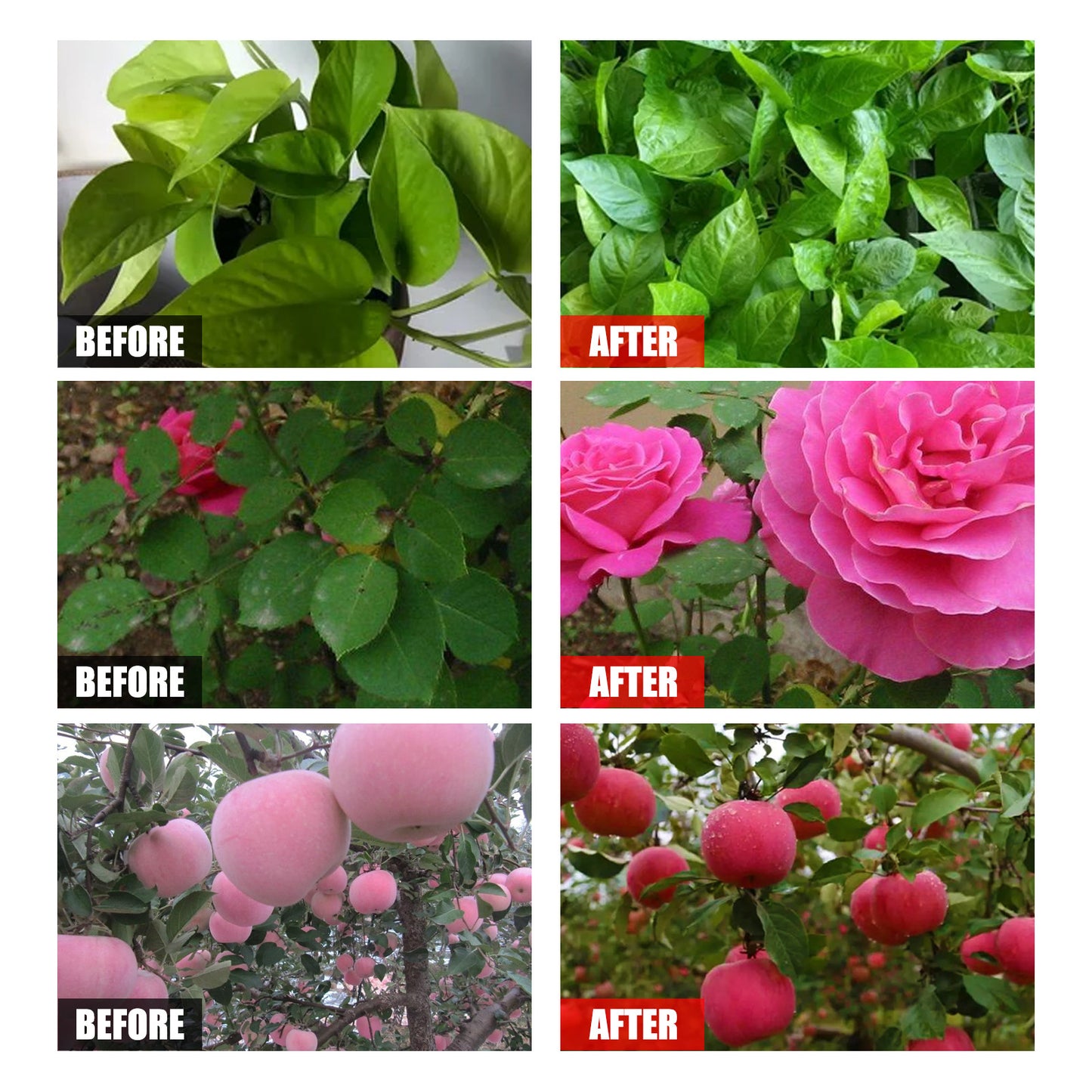 Organic Foliar Fertilizer