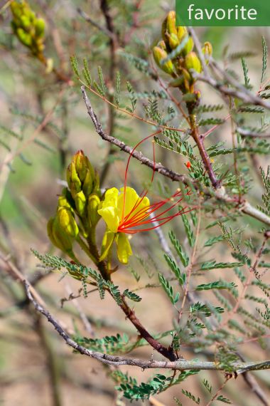 Erythrostemon gilliesii - Buisson oiseau du paradis