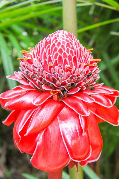 Etlingera elatior - Gingembre Torche Rouge