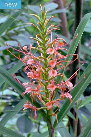 Hedychium coccineum - Gingembre rouge