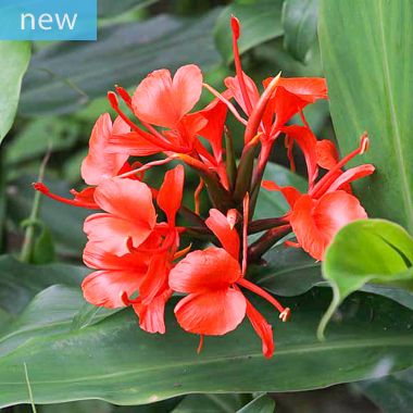 Hedychium deceptum - Lys gingembre rouge