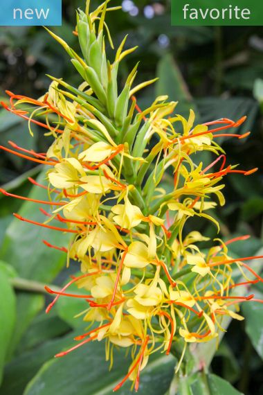 Hedychium gardnerianum – Kahili-Ingwer