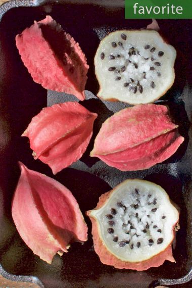 Jarilla chocola - Chocola