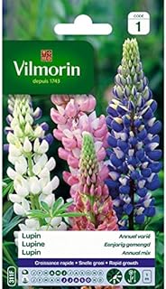 Vilmorin - Fleur Lupin Annuelle