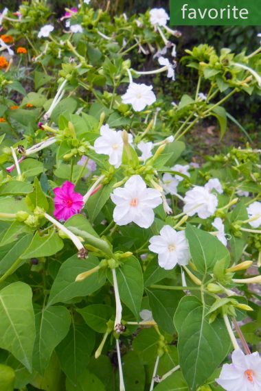 Mirabilis jalapa - Fleur de quatre heures, merveille du Pérou