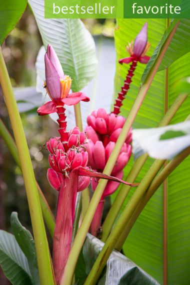 Musa velutina - Banane naine rose