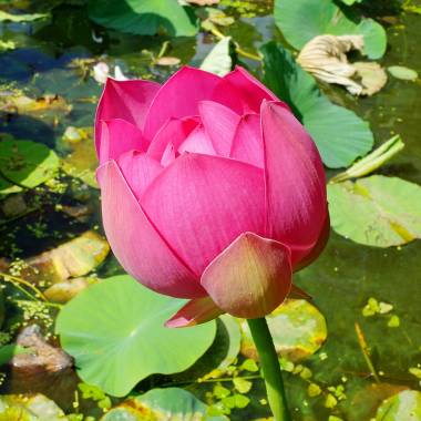 Nelumbo nucifera 'Red' - Sacred Red Lotus