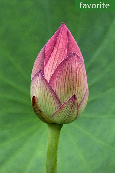 Nelumbo nucifera - Lotus sacré