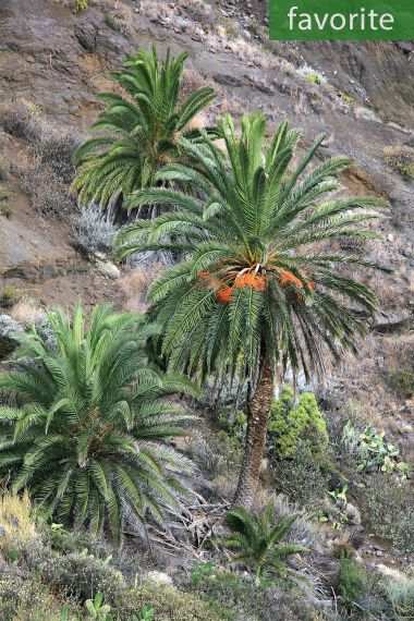 Phoenix canariensis – Kanarische Dattelpalme