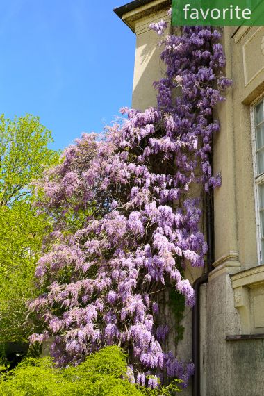 Wisteria sinensis - Glycine chinoise