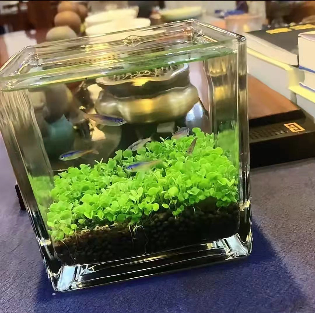 Ecological Fish Bottle Glass  Tank Micro View