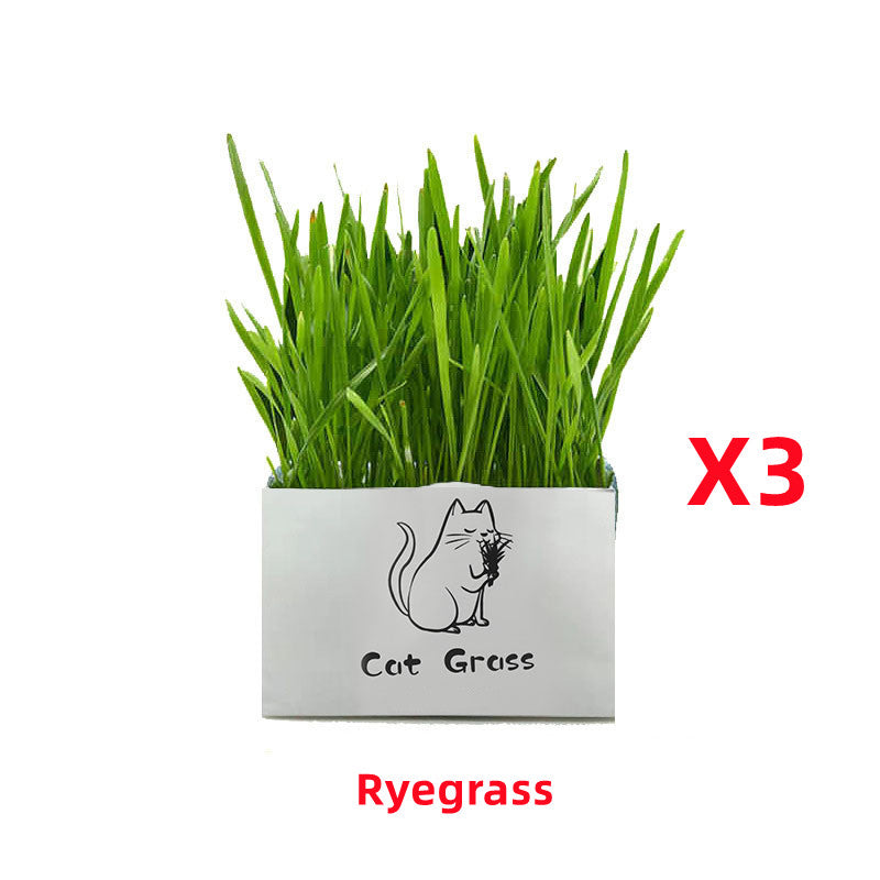 Soilless Organic Cat Grass