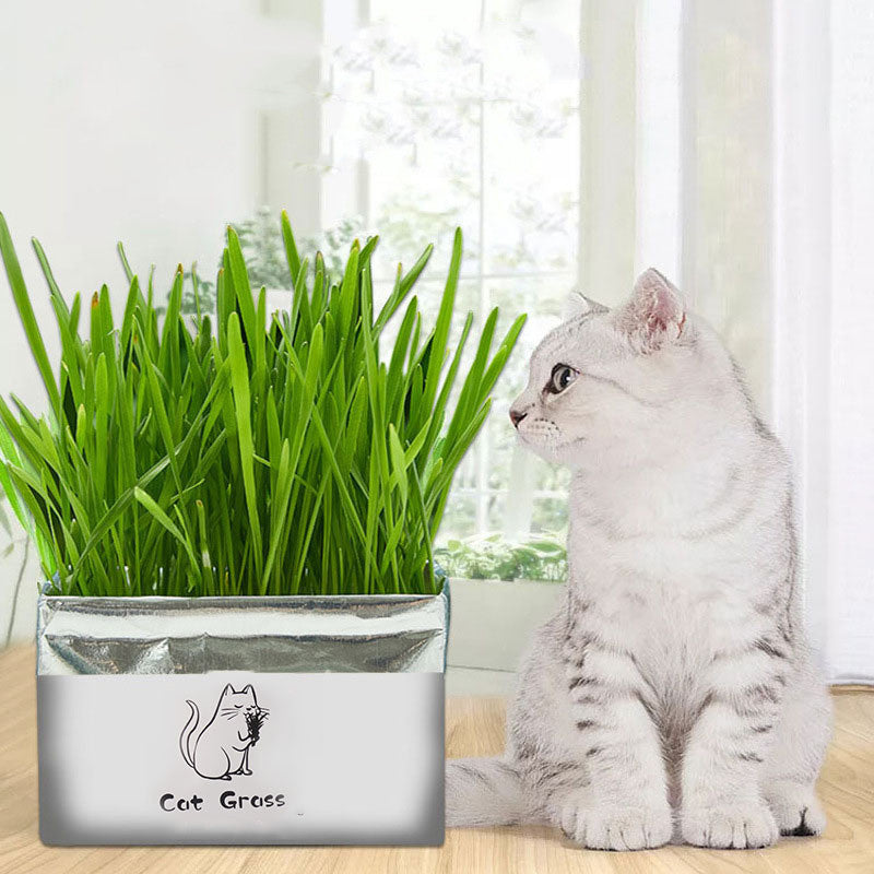 Herbe à chat biologique sans sol