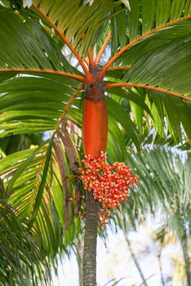 Areca vestiaria - Orange Crownshaft Palm