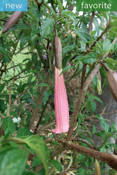 Brugmansia vulcanicola - Trompette de l'Ange
