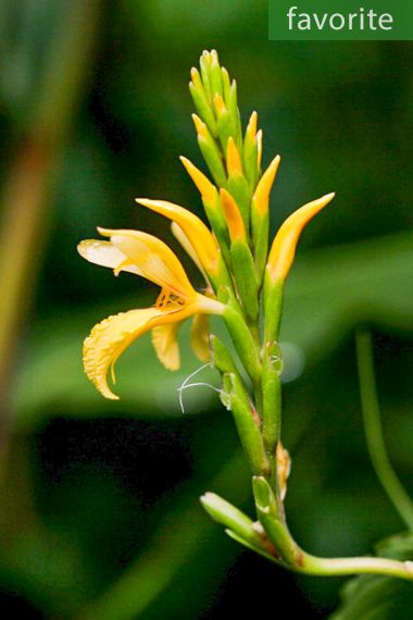 Cautleya gracilis var. robusta  - Hardy Yellow Ginger