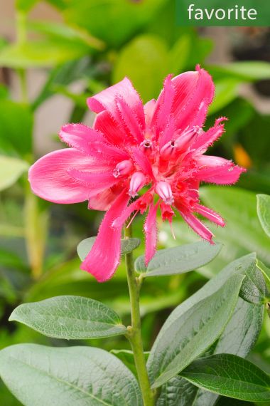 Cavendishia adenophora - Rose d'amour