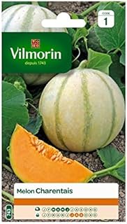 Vilmorin - Melon Charentais