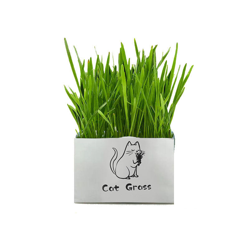 Soilless Organic Cat Grass