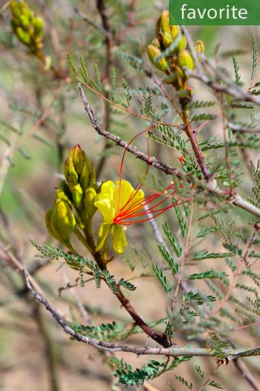 Erythrostemon gilliesii - Bird of Paradise Bush