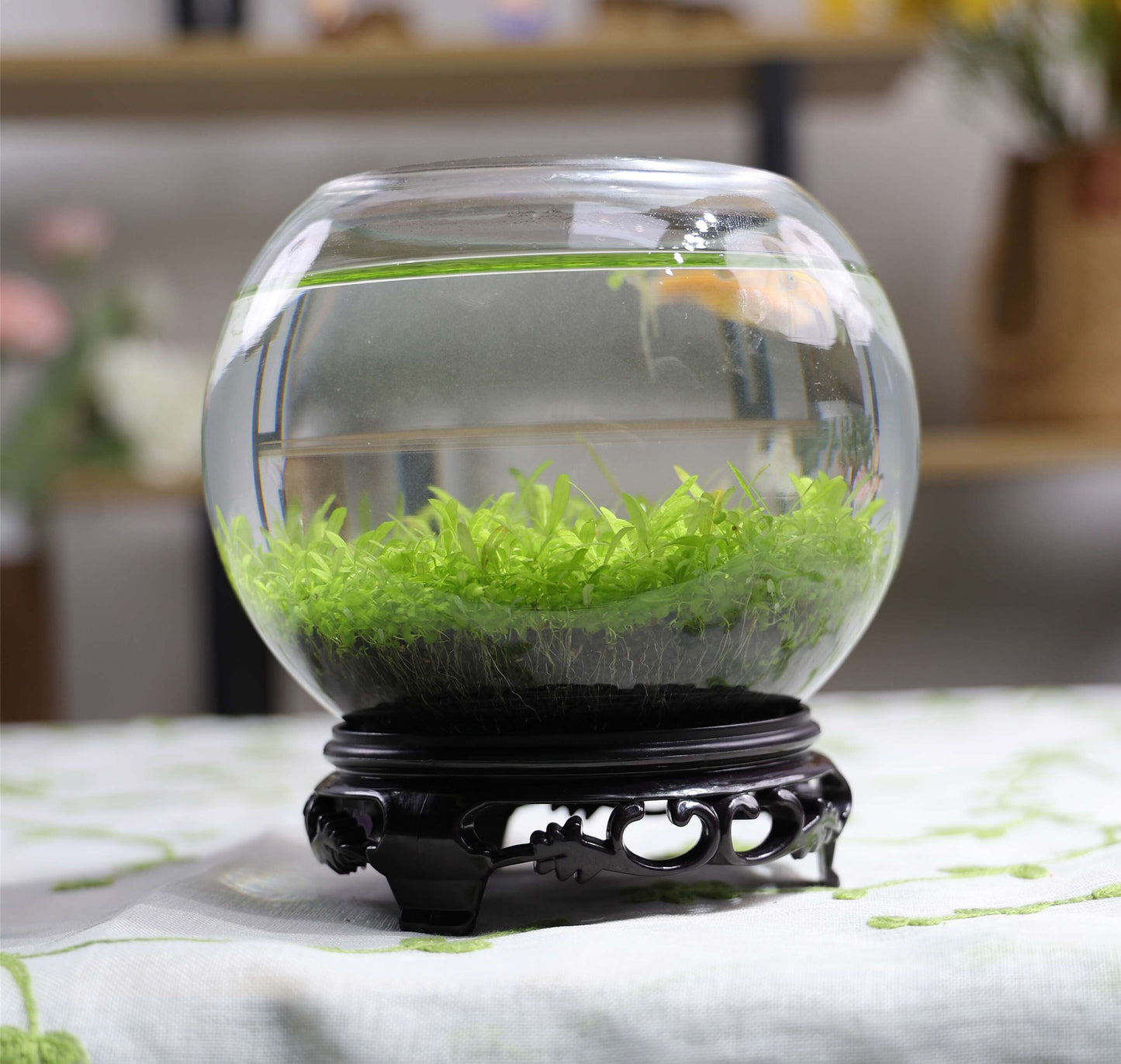 Ecological Fish Bottle Glass  Tank Micro View