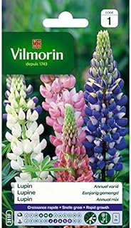 Vilmorin - einjährige Blumenlupine 
