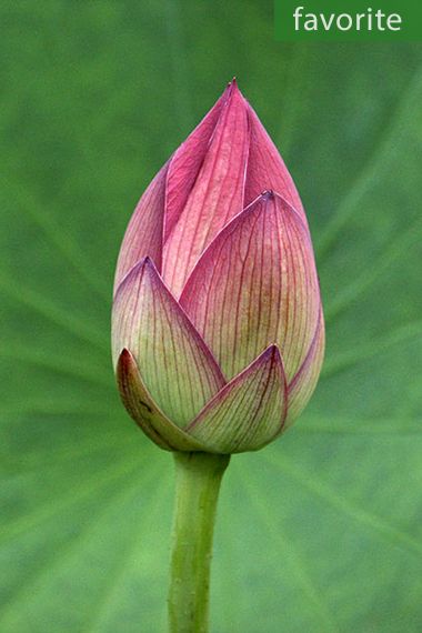 Nelumbo nucifera – Heiliger Lotus